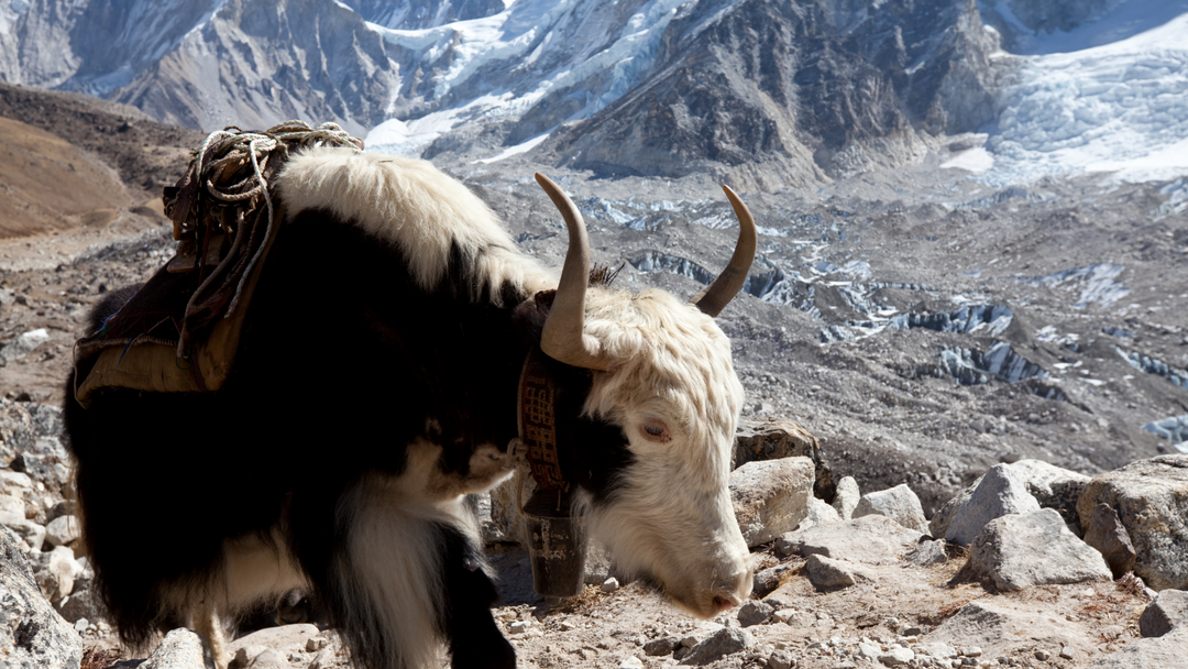 Yaks : comment leur laine est utilisée et récoltée !