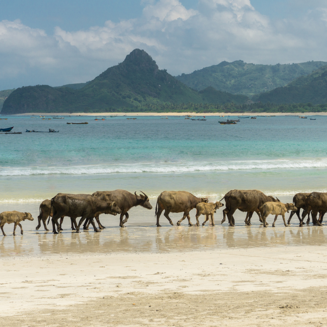 Lombok