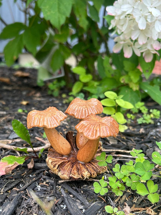 Hand Carved Suar Wood Mushrooms (Short)