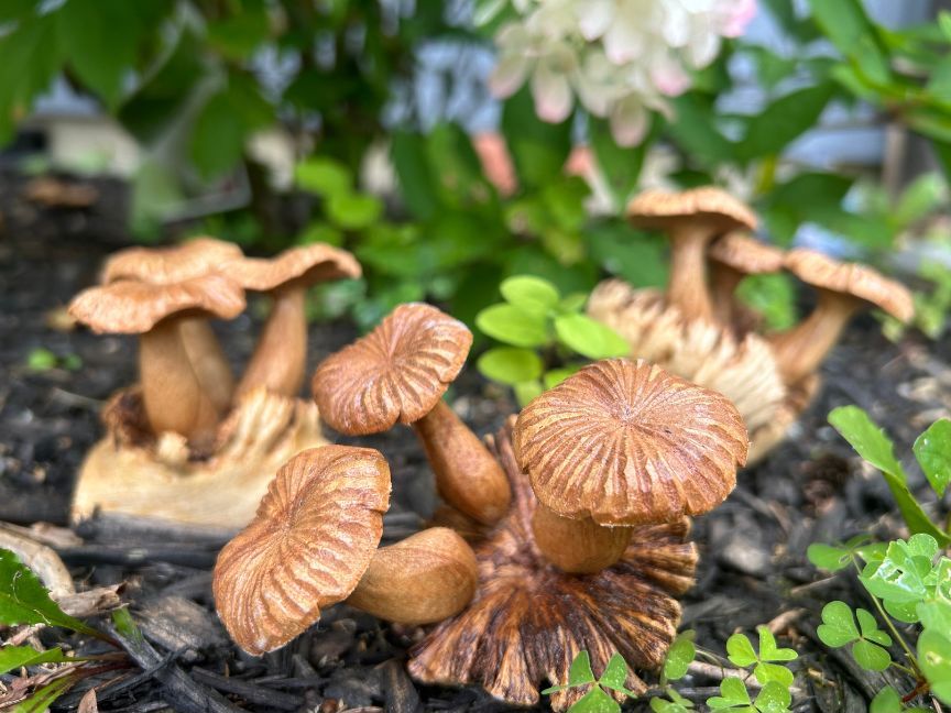 Hand Carved Suar Wood Mushrooms (Short)