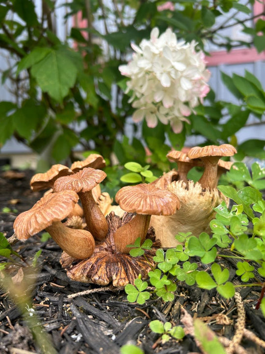 Hand Carved Suar Wood Mushrooms (Short)