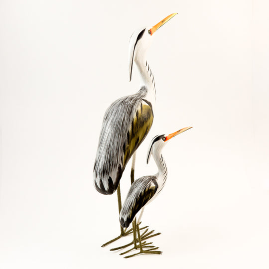 Albasia Wood Heron