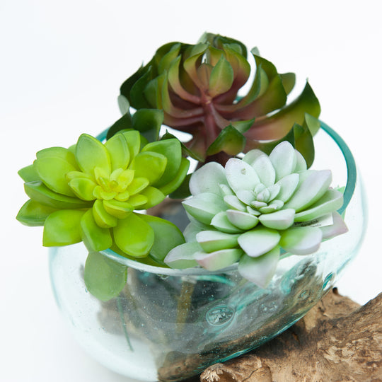 Anacamperos Faux Succulent